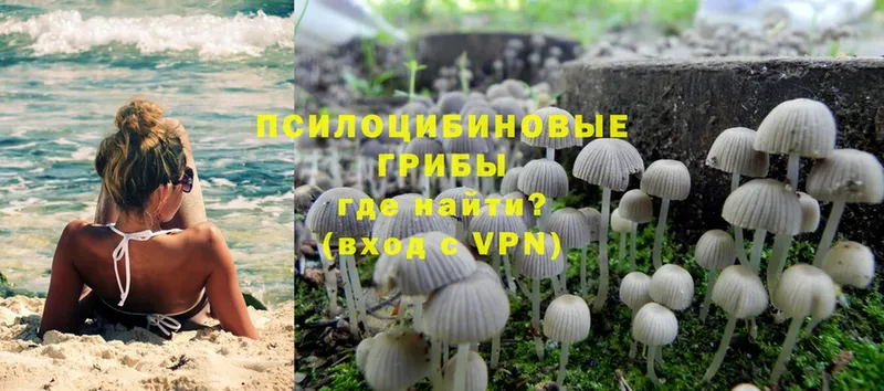 где найти   Дубна  нарко площадка клад  Галлюциногенные грибы Psilocybe 